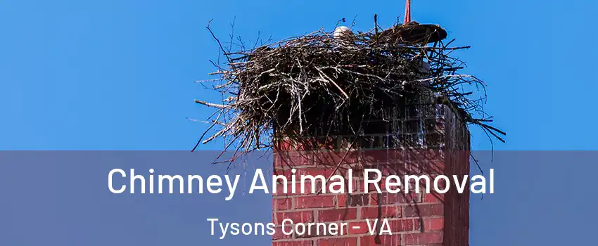  Chimney Animal Removal Tysons Corner - VA
